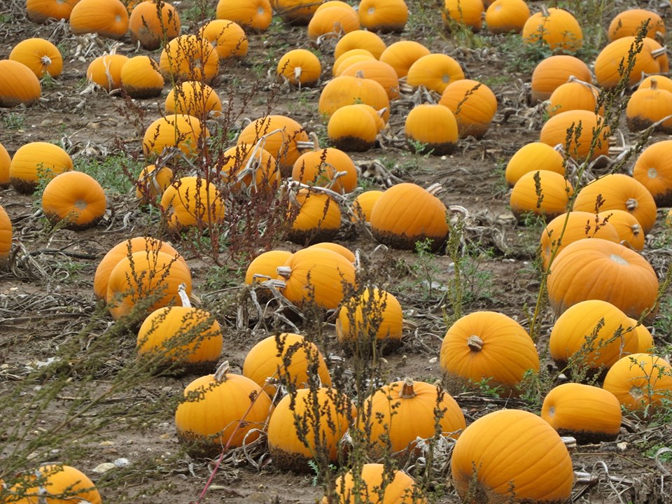 Norfolk Pumpkin Patches