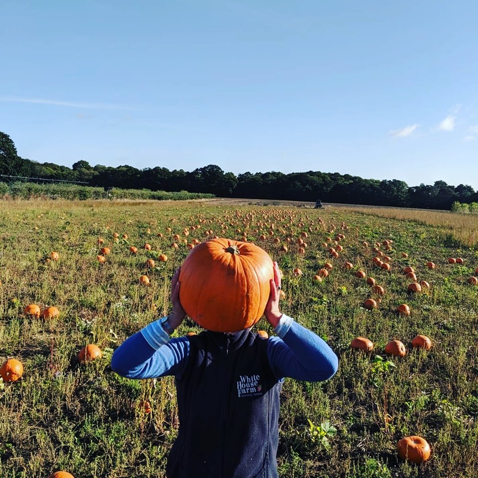 Pumpkin Picking Norfolk White House Farm