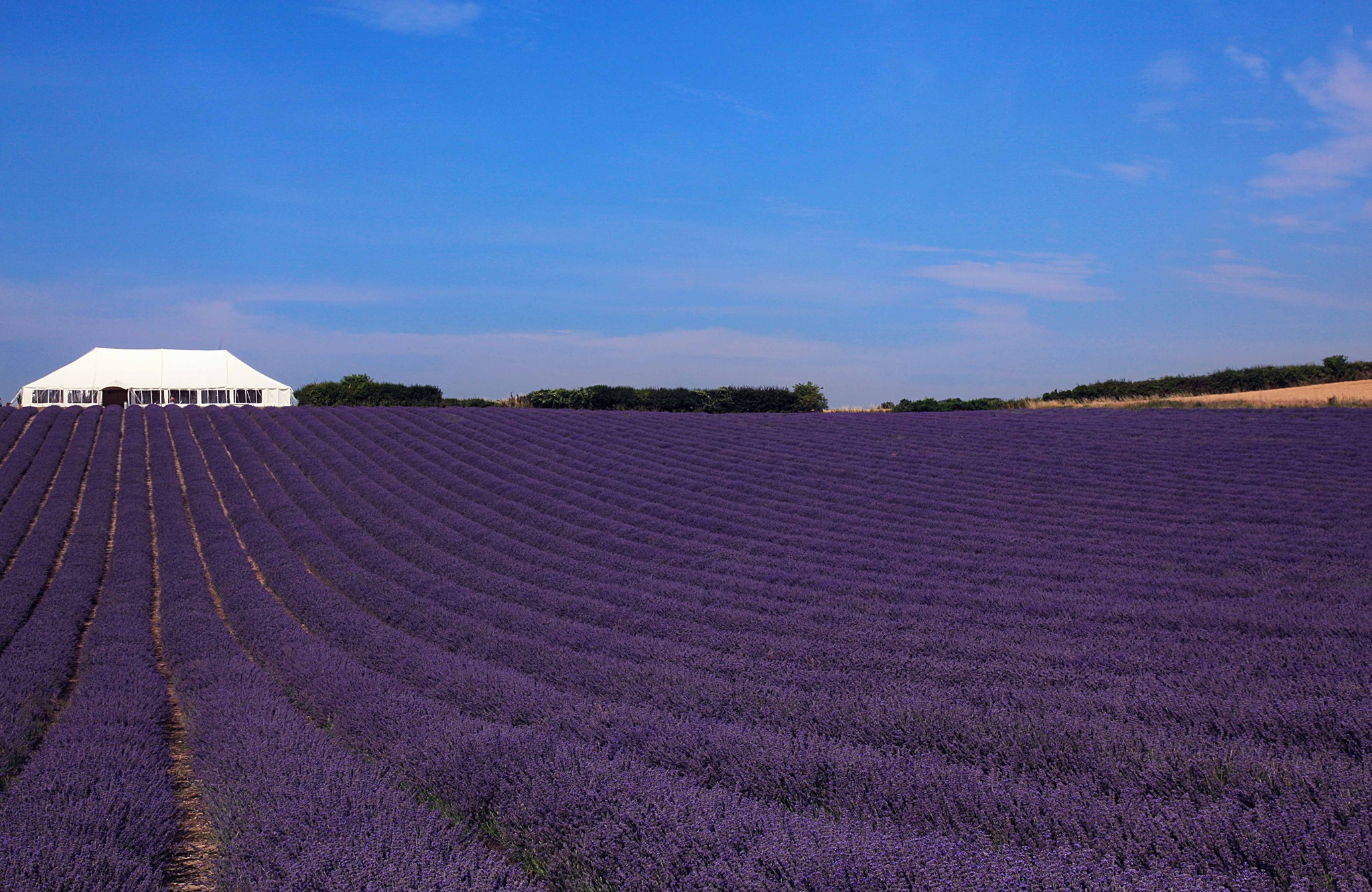 Lavender Fields in the UK