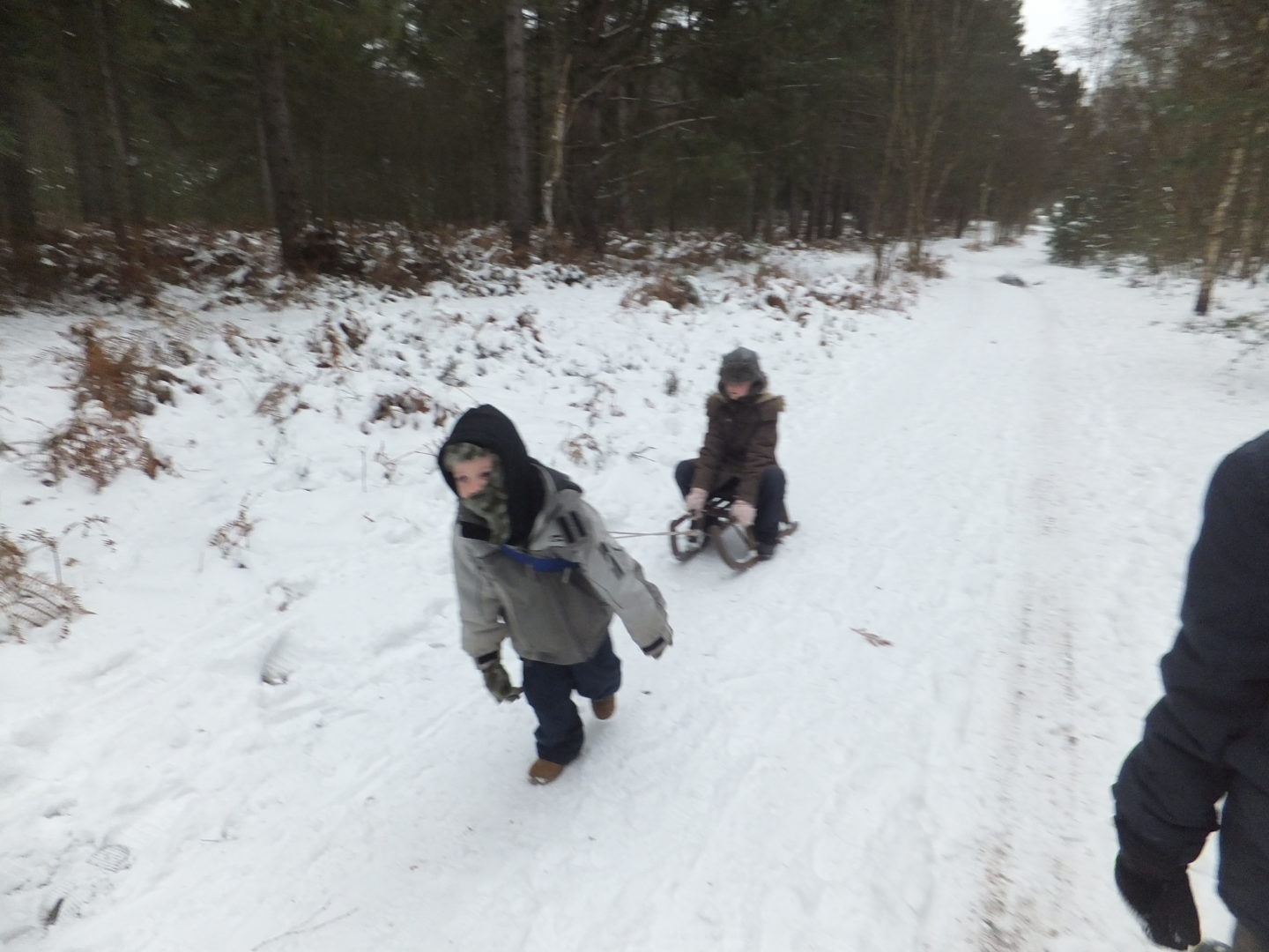 Woodland walks can also be woodland sledge rides