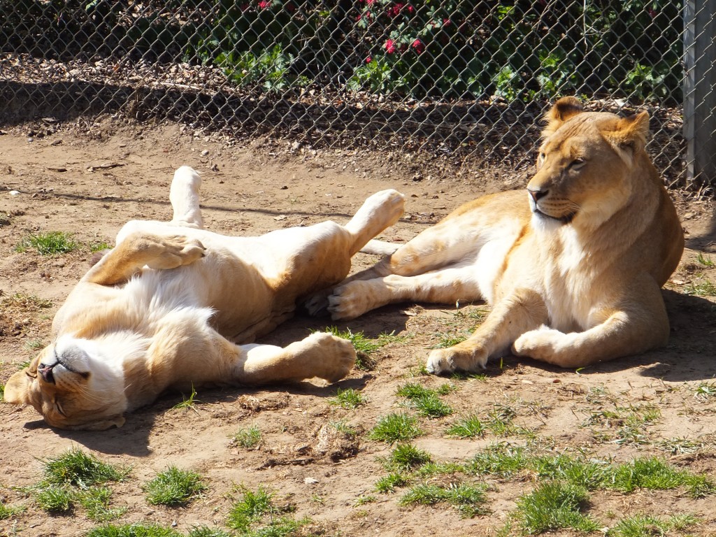 two lions sunbathing at Africa Alive