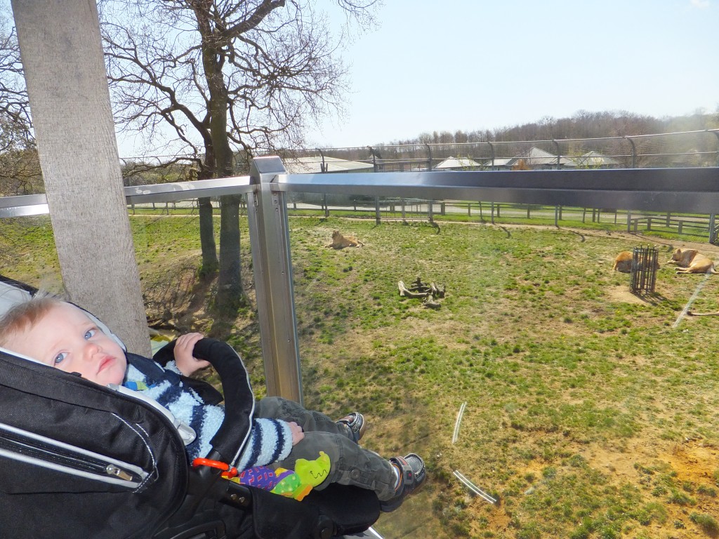 Tyrus watching the lions from the lookout at Africa Alive