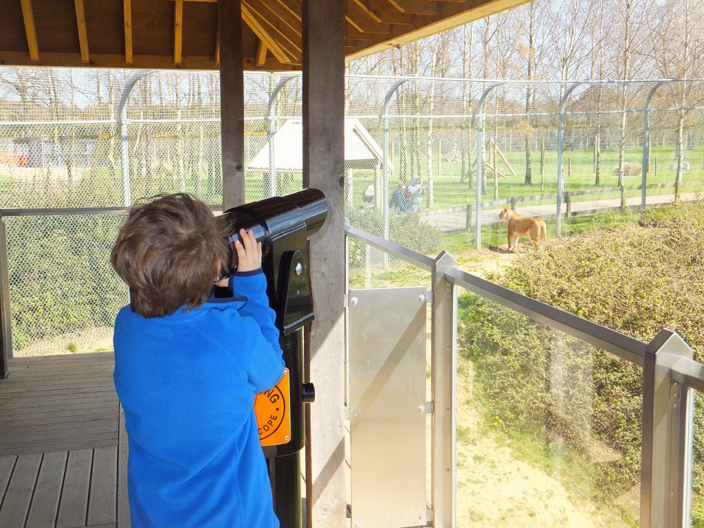 Kaide looking through the telescope at the Lions at Africa Alive