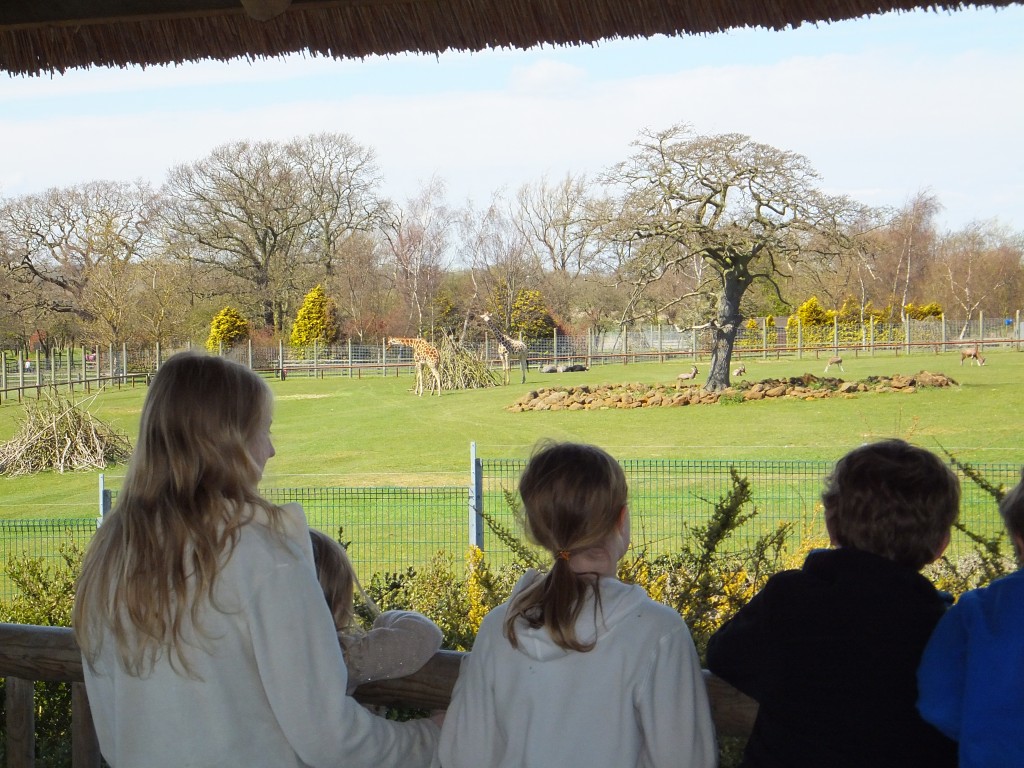 Children looking at the giraffes at Africa Alive