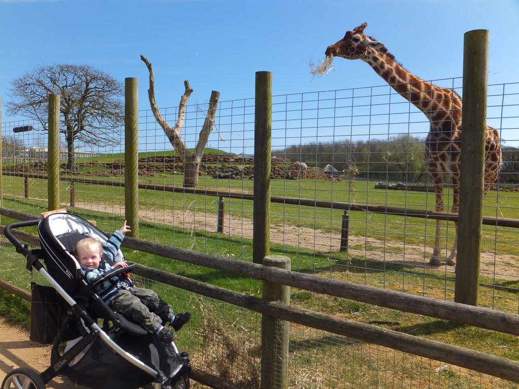 Tyrus smiling and pointing at a giraffe at Africa Alive