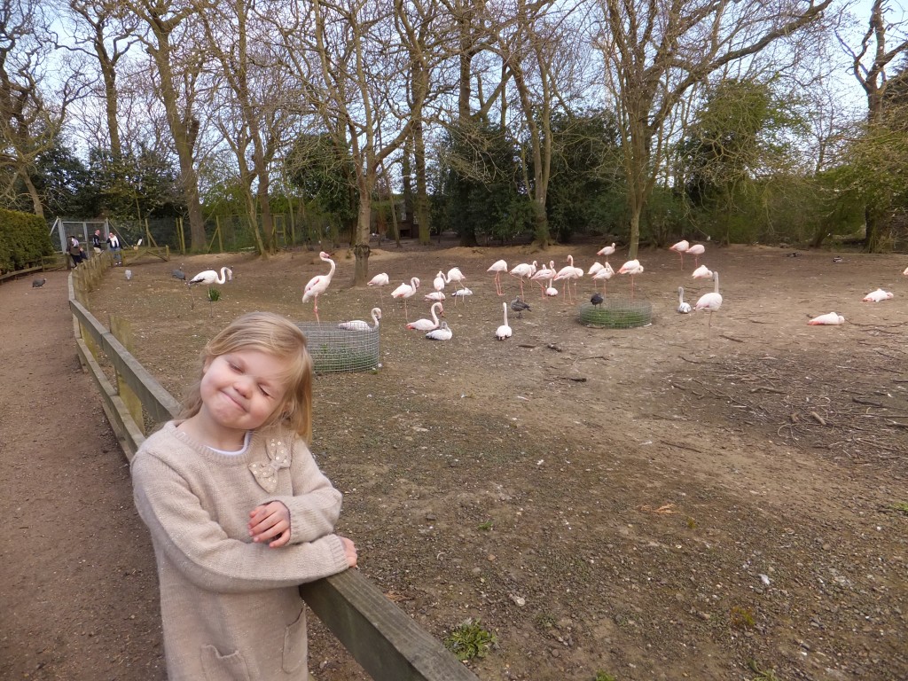 Eowyn standing next to the Flamingos at Africa Alive