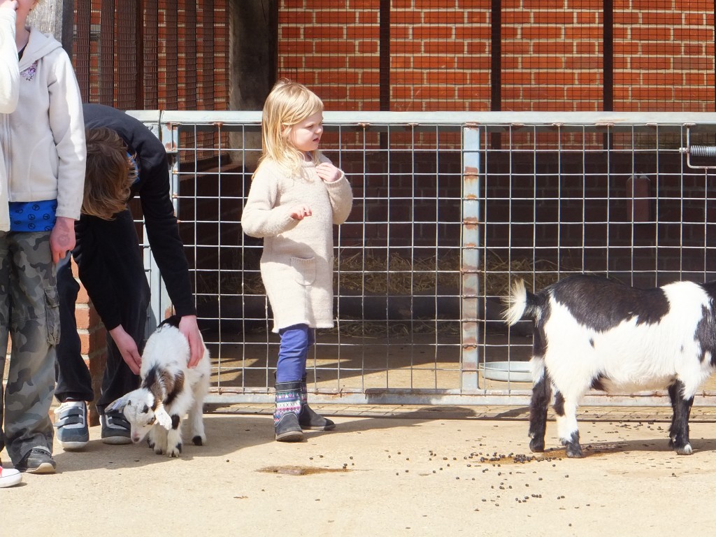 children in the farm area with the goats at Africa Alive