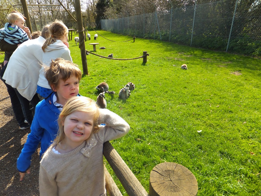 children watching the ting tailed lemurs at Africa Alive