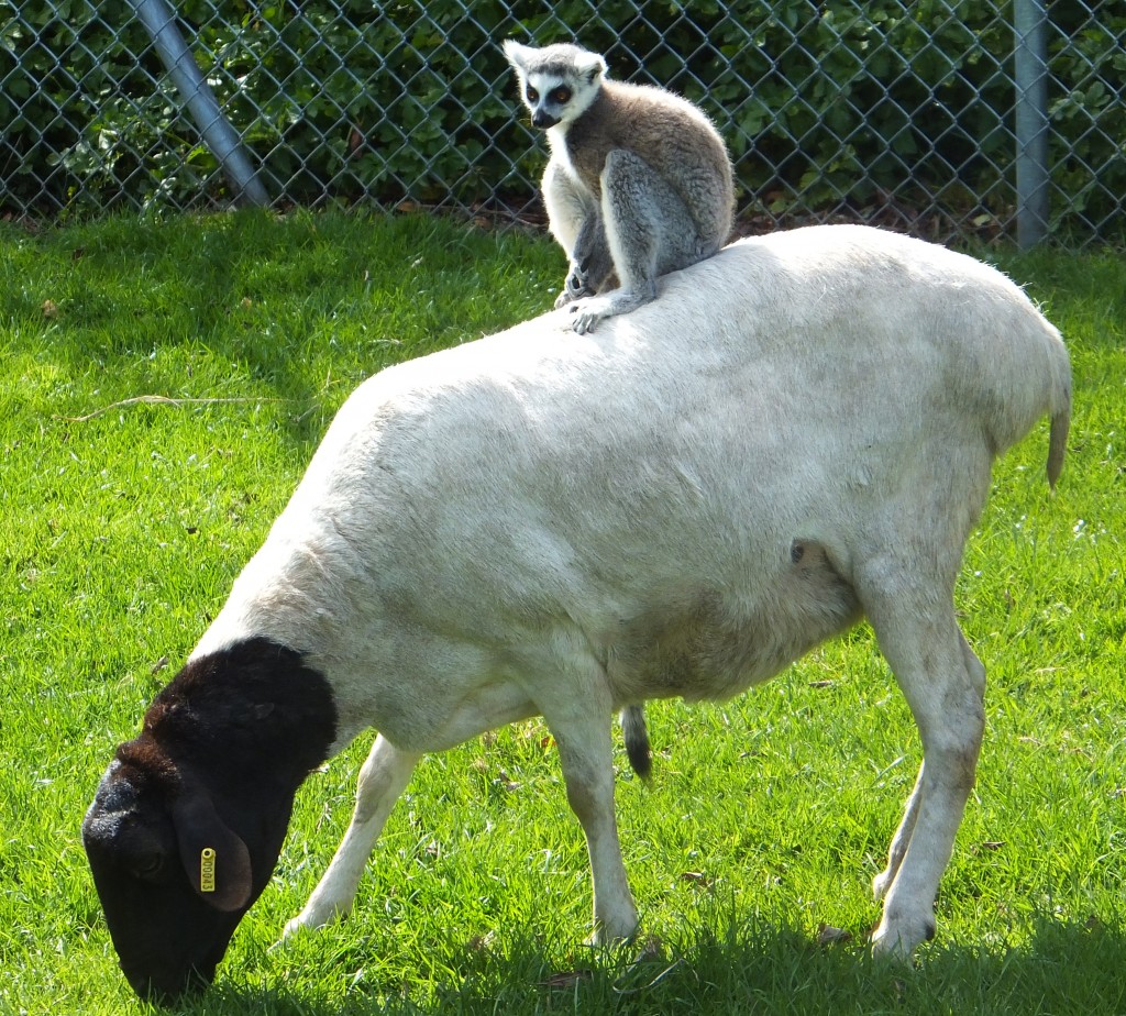 A ring tailed lemur riding on the back of a sheep at Africa Alive