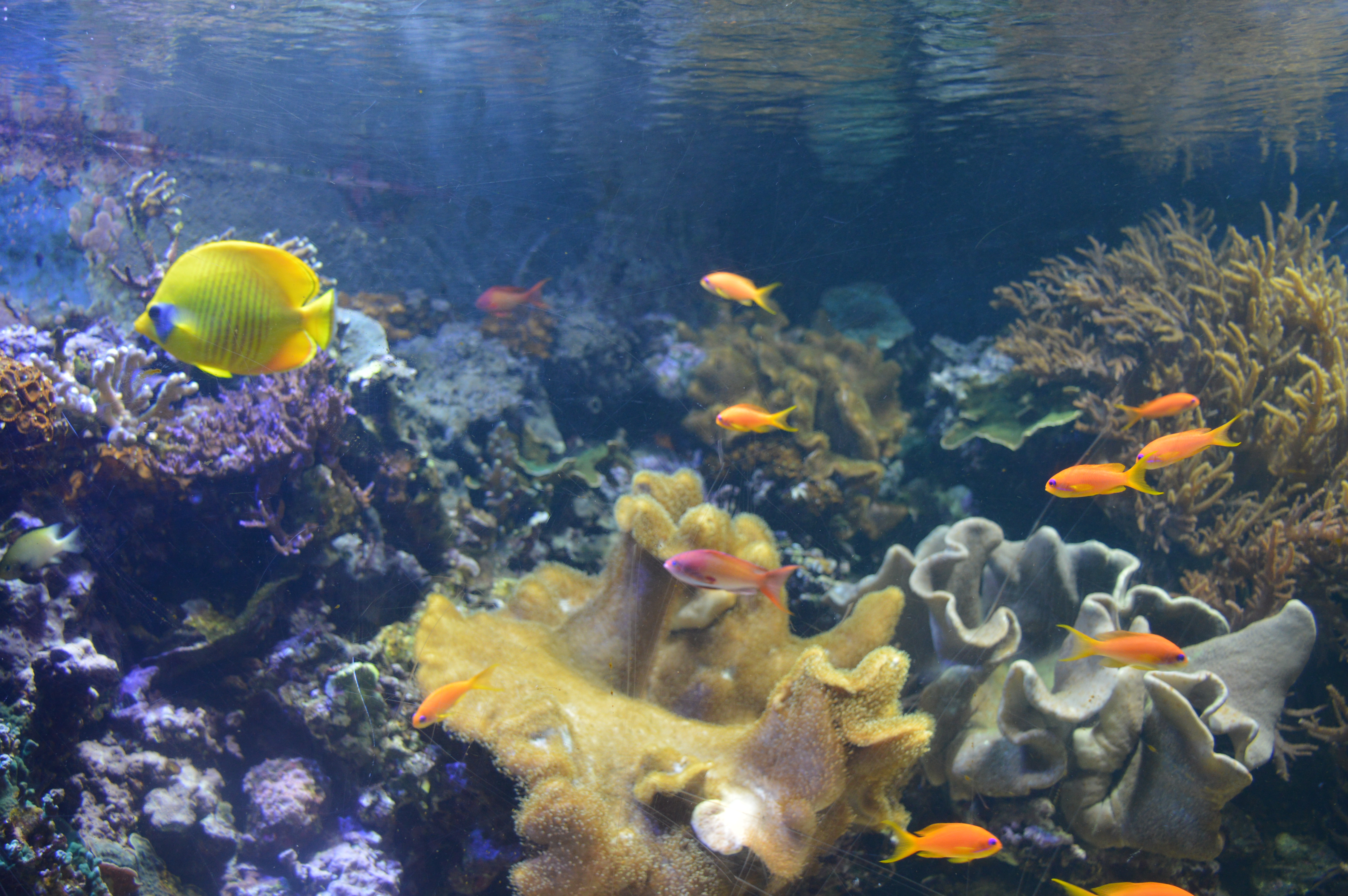 London Sealife Centre Big Family Little Adventures