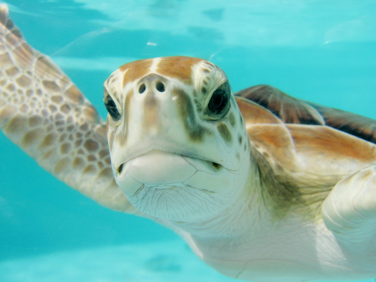 Family Holiday To Mexico Turtles in Mexico