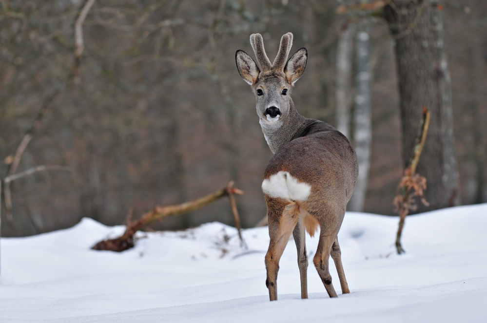 benefits of winter camping