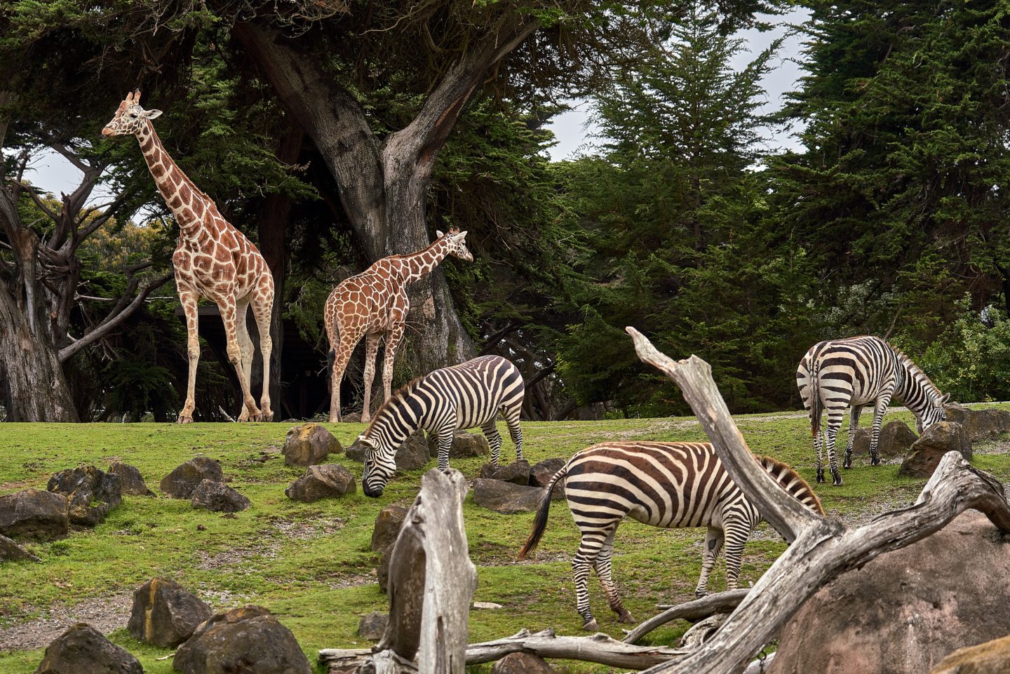 Visit The Local Zoo during Spring