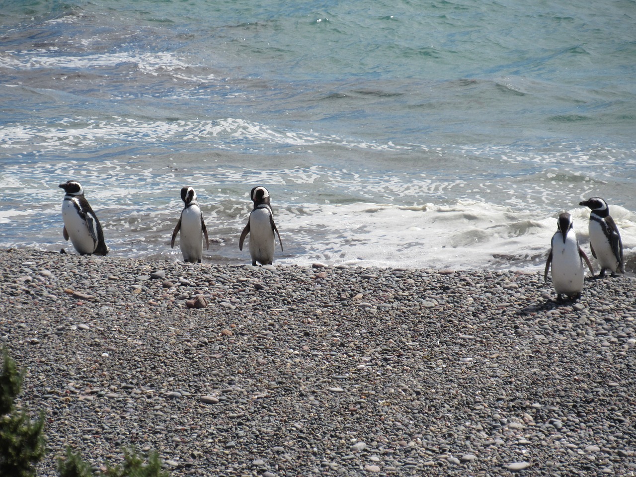 Top 7 Things to Do When You’re in Argentina see the Penguins 