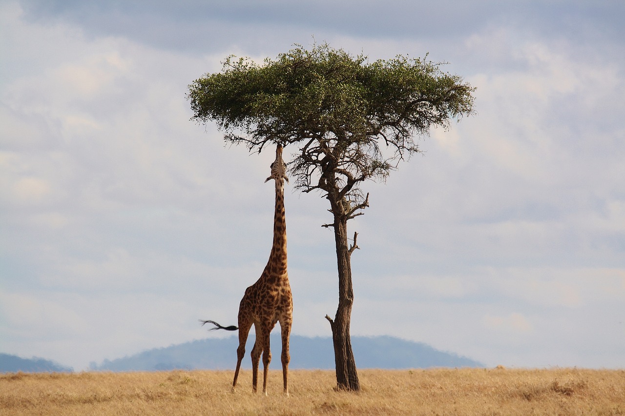 Top Tips For Going On Safari you may see a giraffe eating from the top of the tree