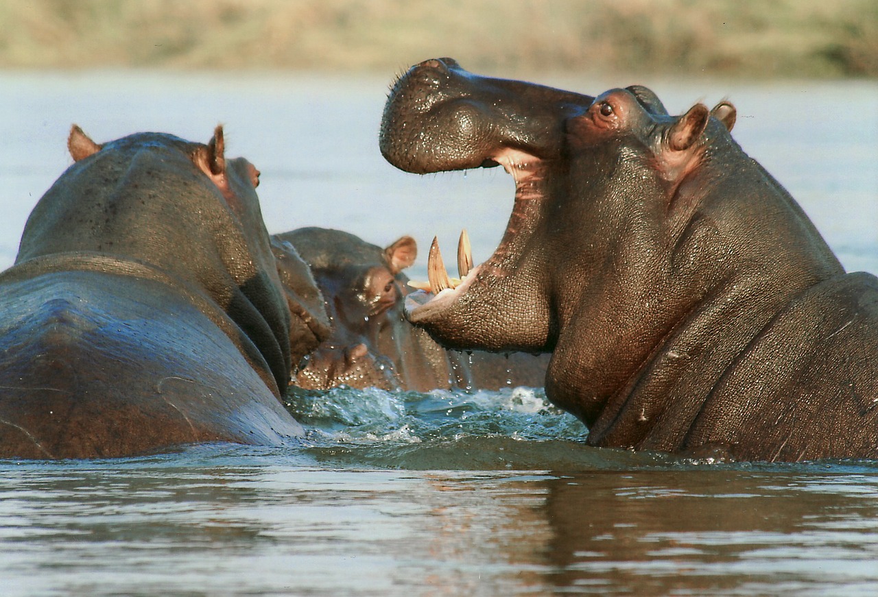 Top Tips For Going On Safari may mean you get to see a hippo in the water