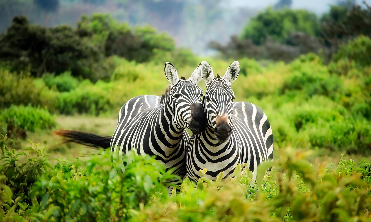 Top Tips For Going On Safari may include finding zebras in the forest