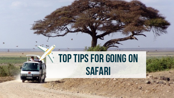 tips for safari
