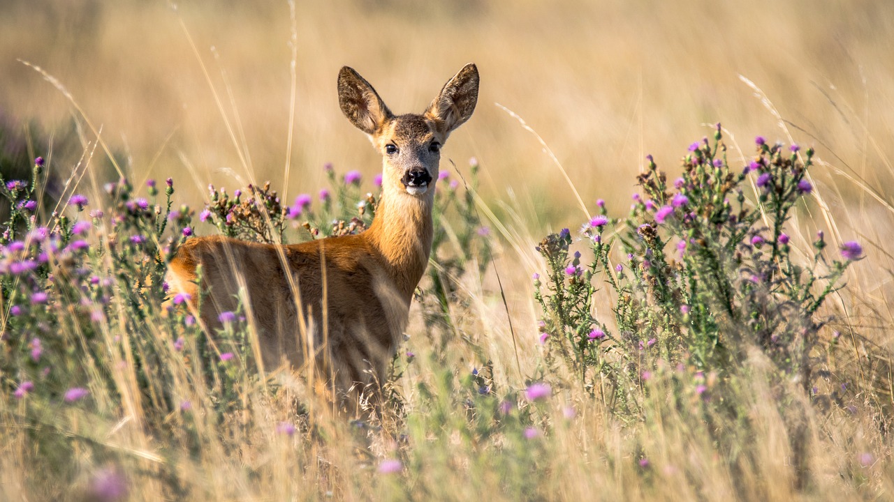 Travel Games For Kids and Adults spotting wildlife