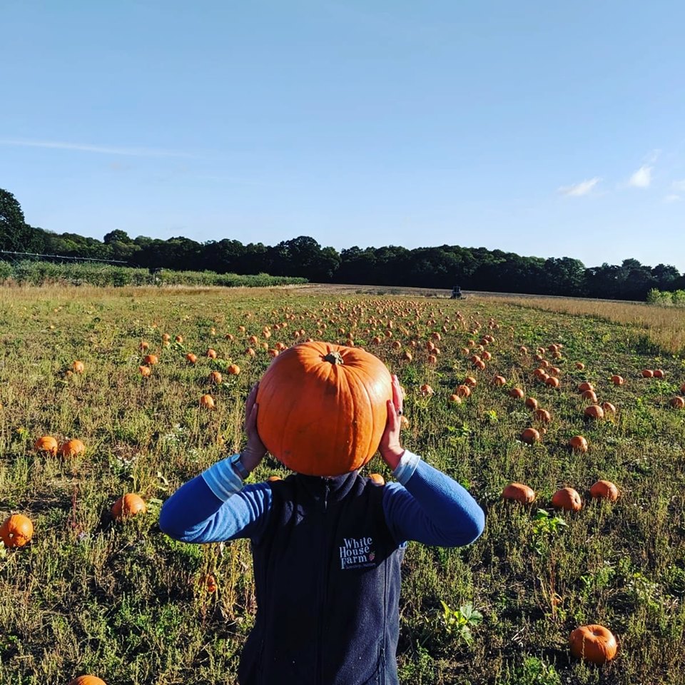 Pumpkin Patches In Norfolk White House Farm