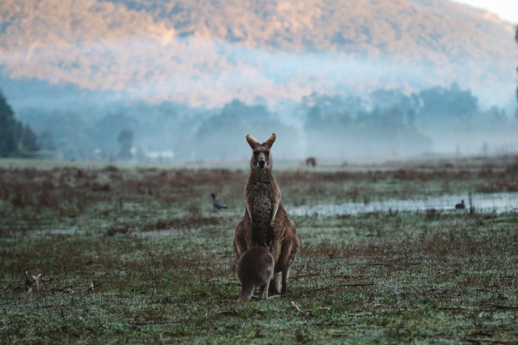 Kangaroo Valley 2 hours south of Sydney