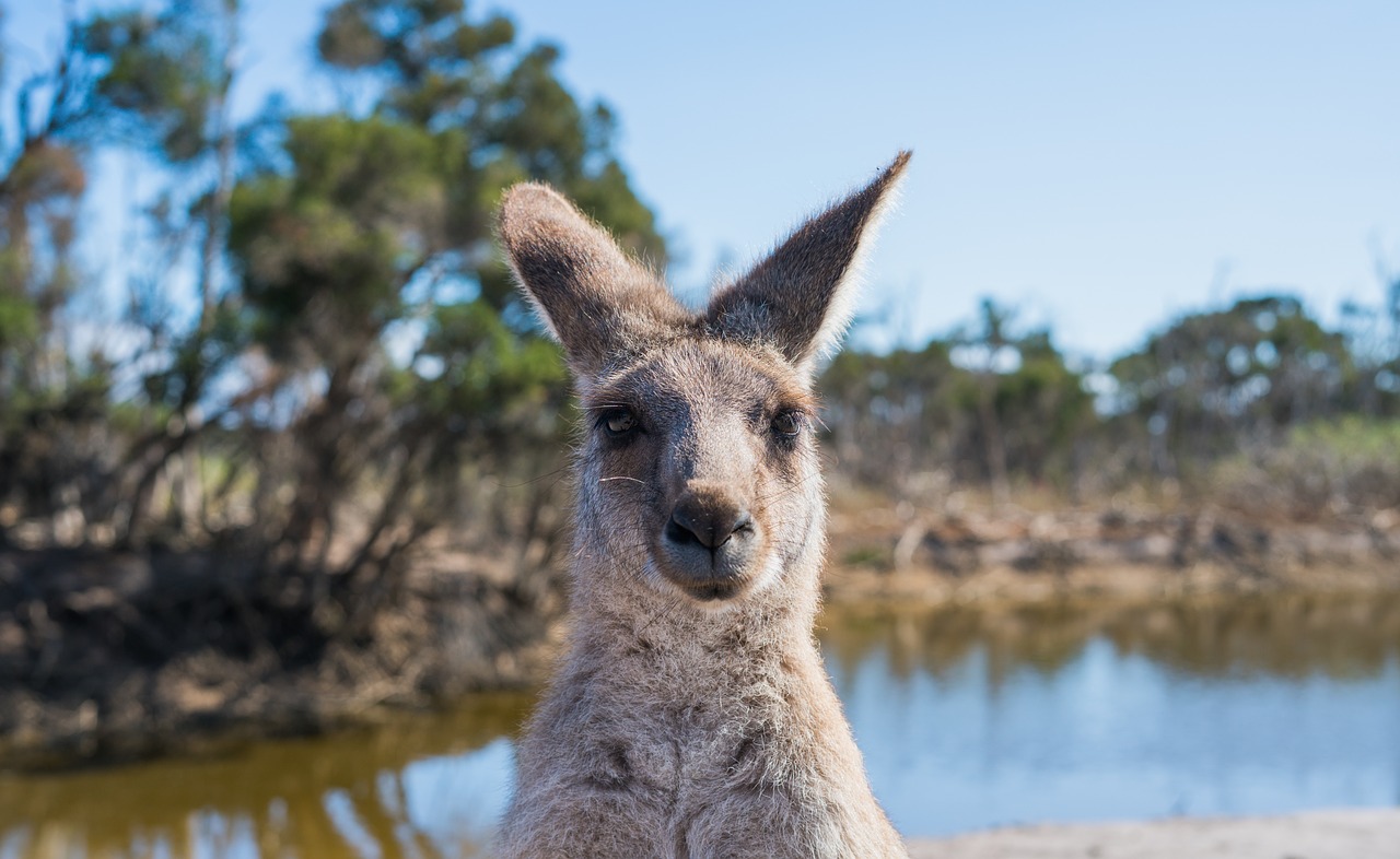 australian travel essentials