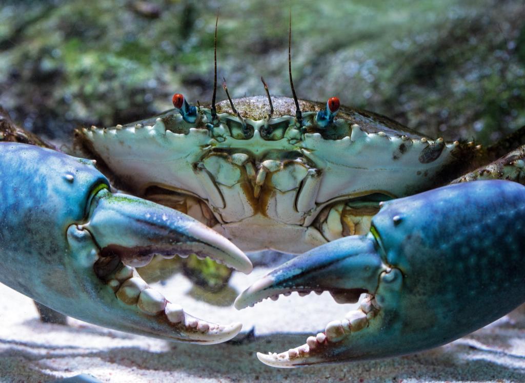 Giant Crab at Seahorse World Tasmania