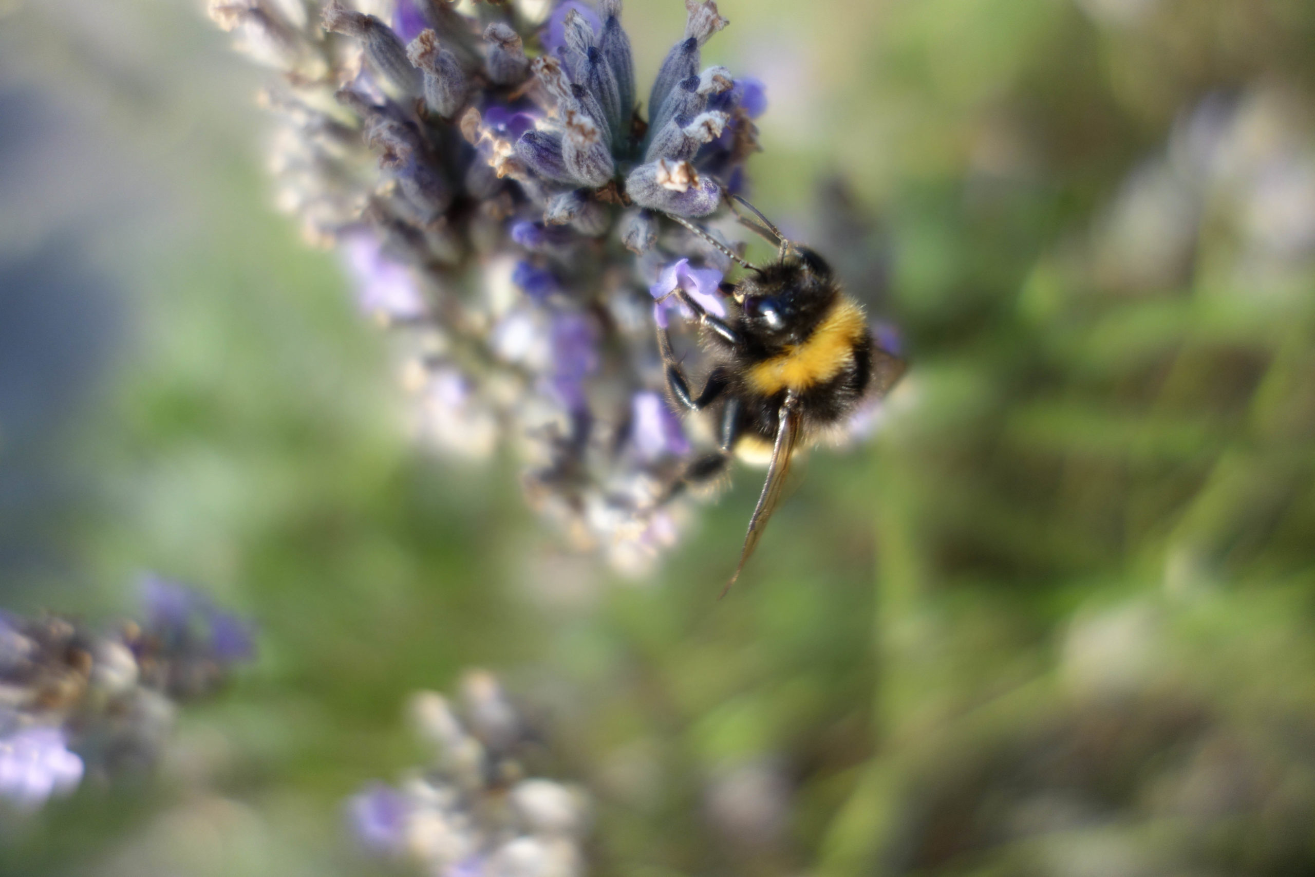 Autumn the new August bee on a flower