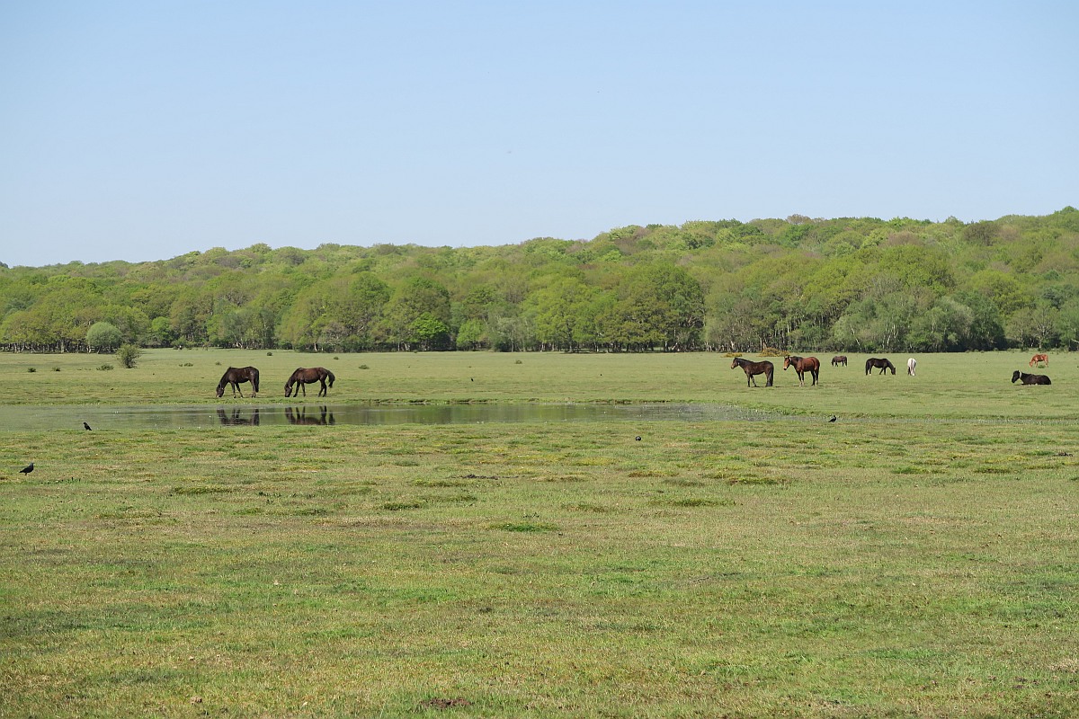 New Forest Ponies grazing