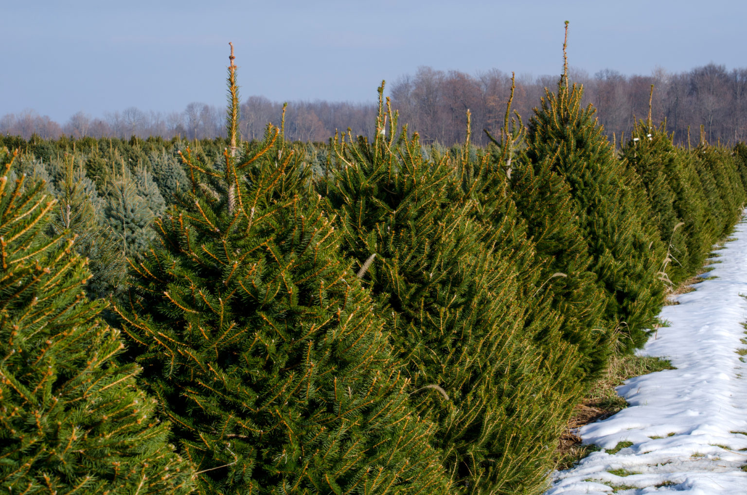 200+ Best Places For Christmas Trees near me