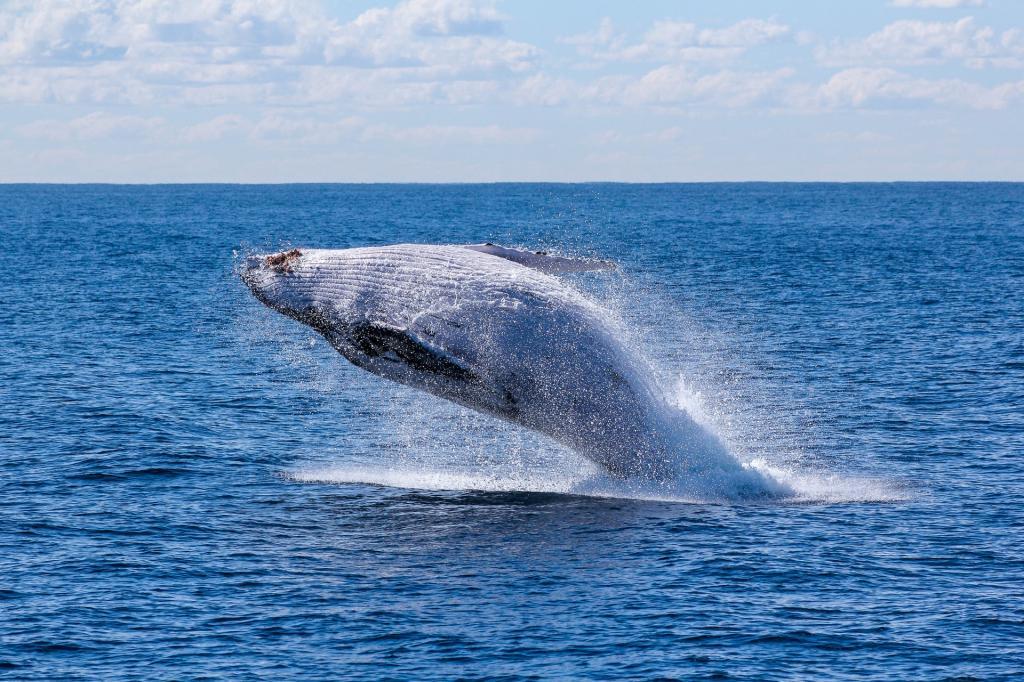 Australian Marine Life whale watching