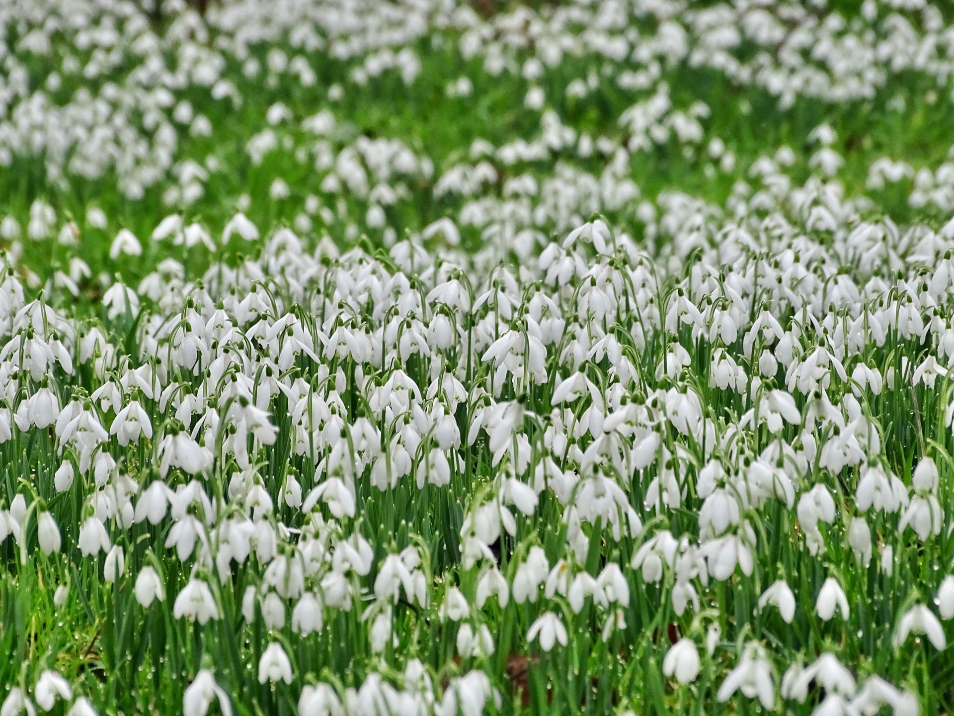 Snowdrop Walk