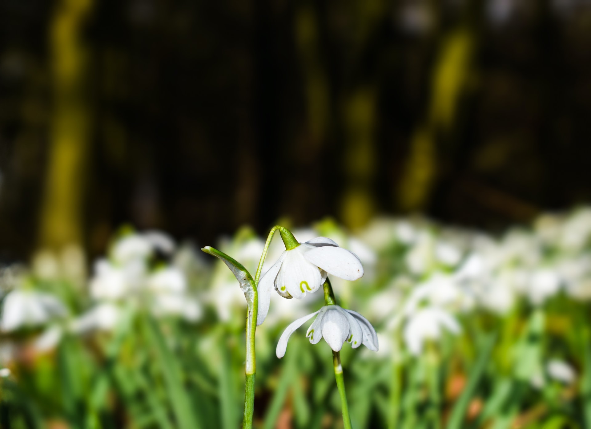 Snowdrop Walks