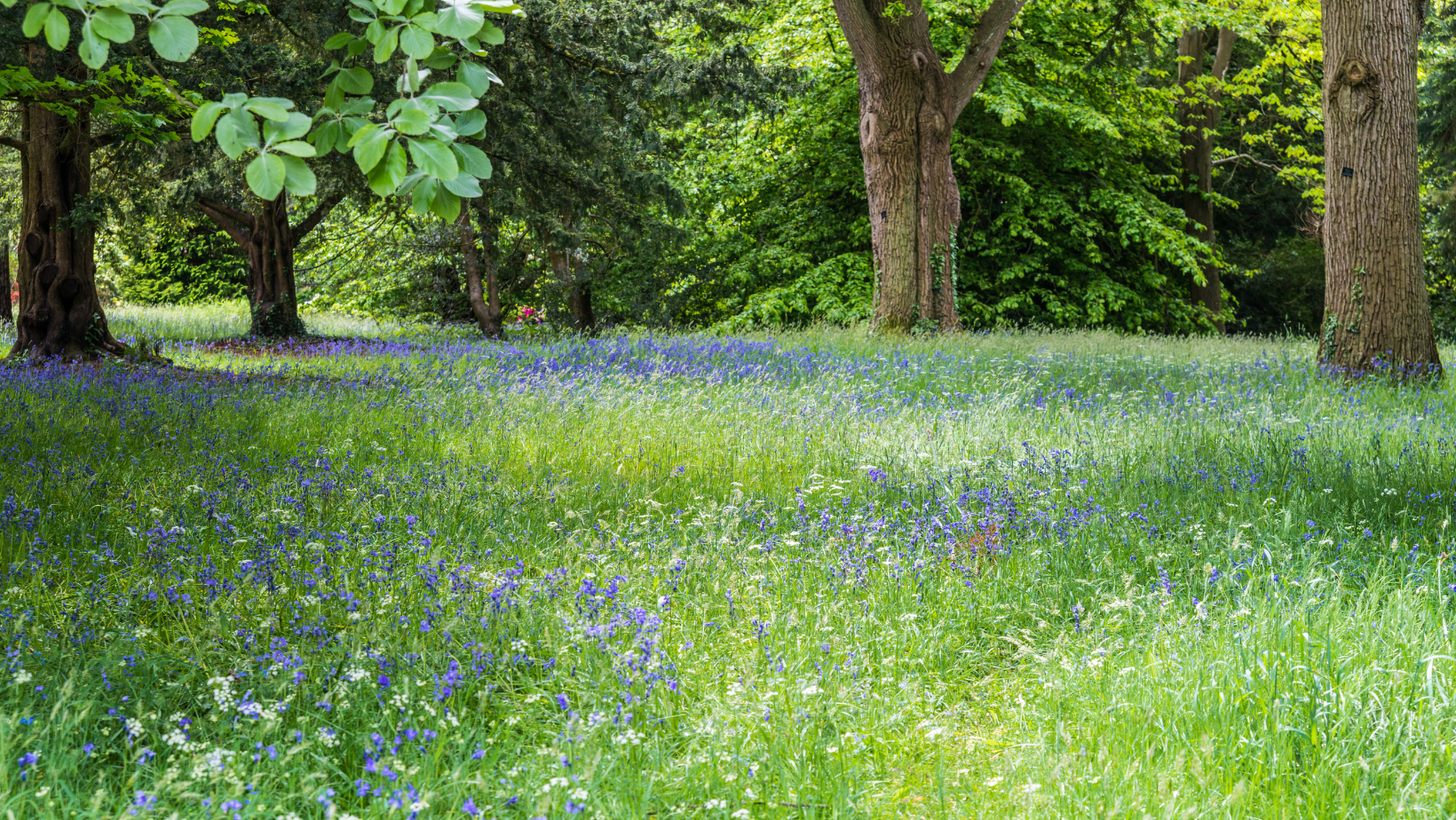 Bluebell Woods in Spring