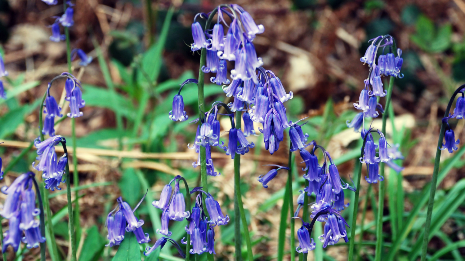 Best Bluebell Woods To Visit in 2023