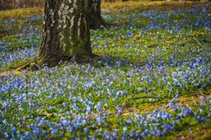 Best Bluebell Woods To Visit in 2023