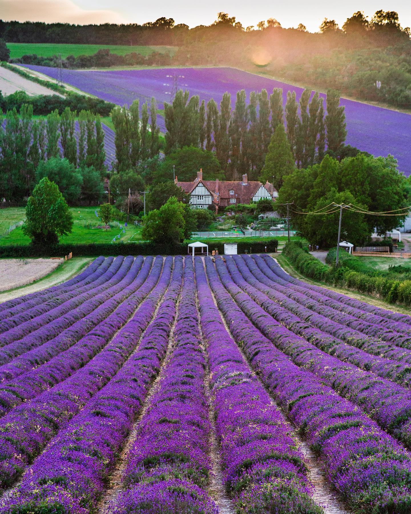 Best Lavender Fields To Visit in 2024