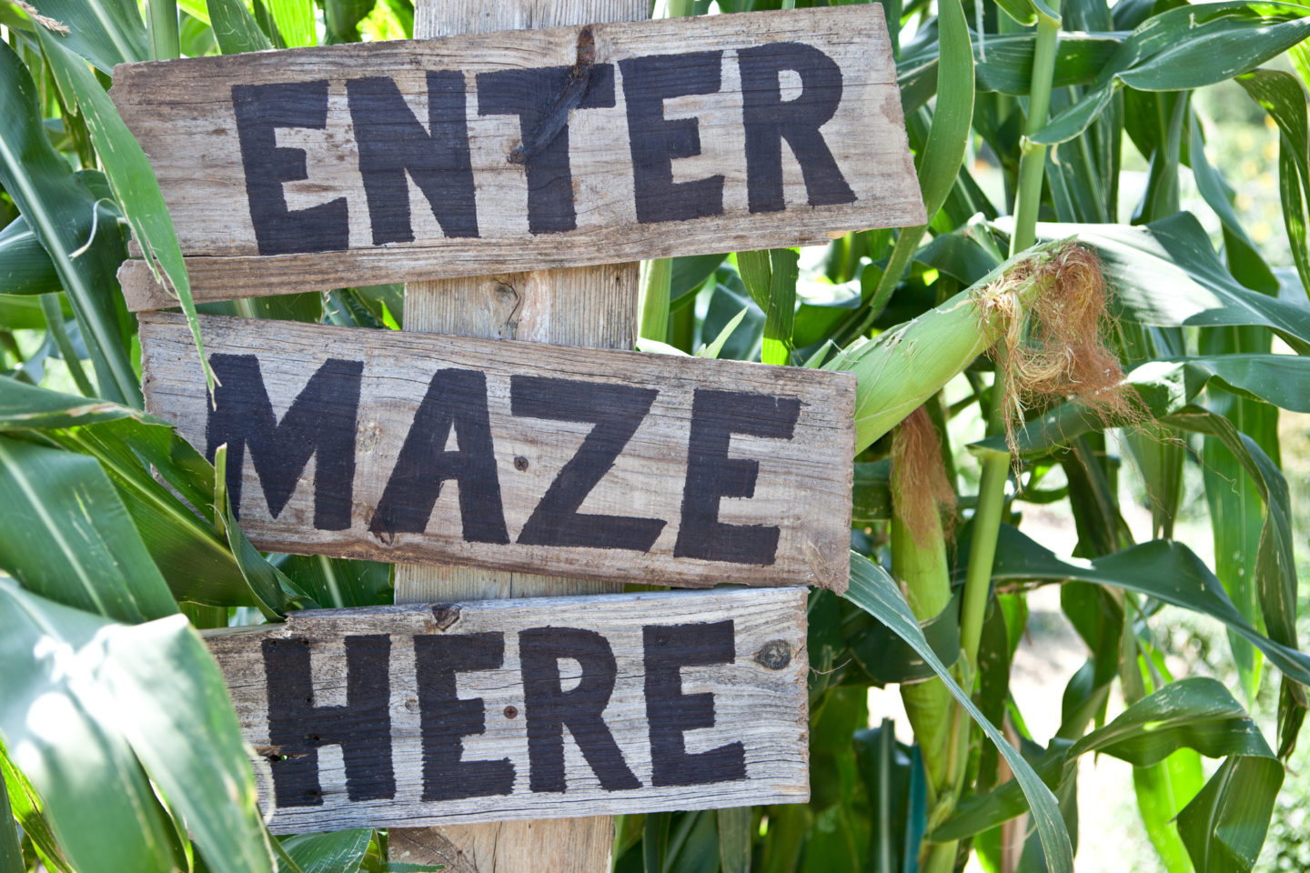 Over 60 Amazing Maize Mazes To Visit in 2023