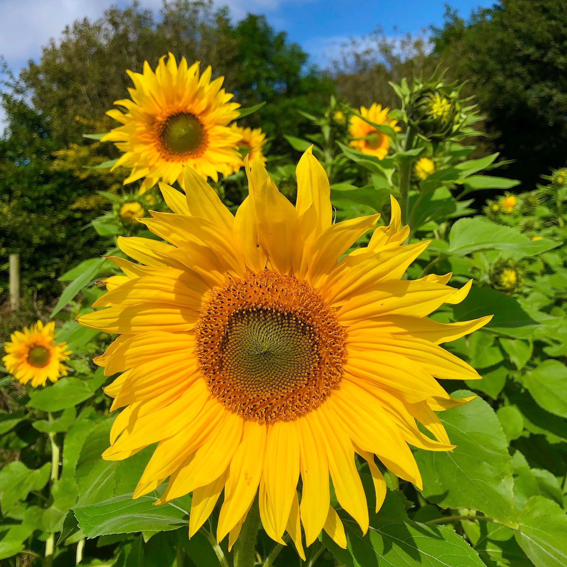 Over 100 Best Sunflower Fields Near Me 2024