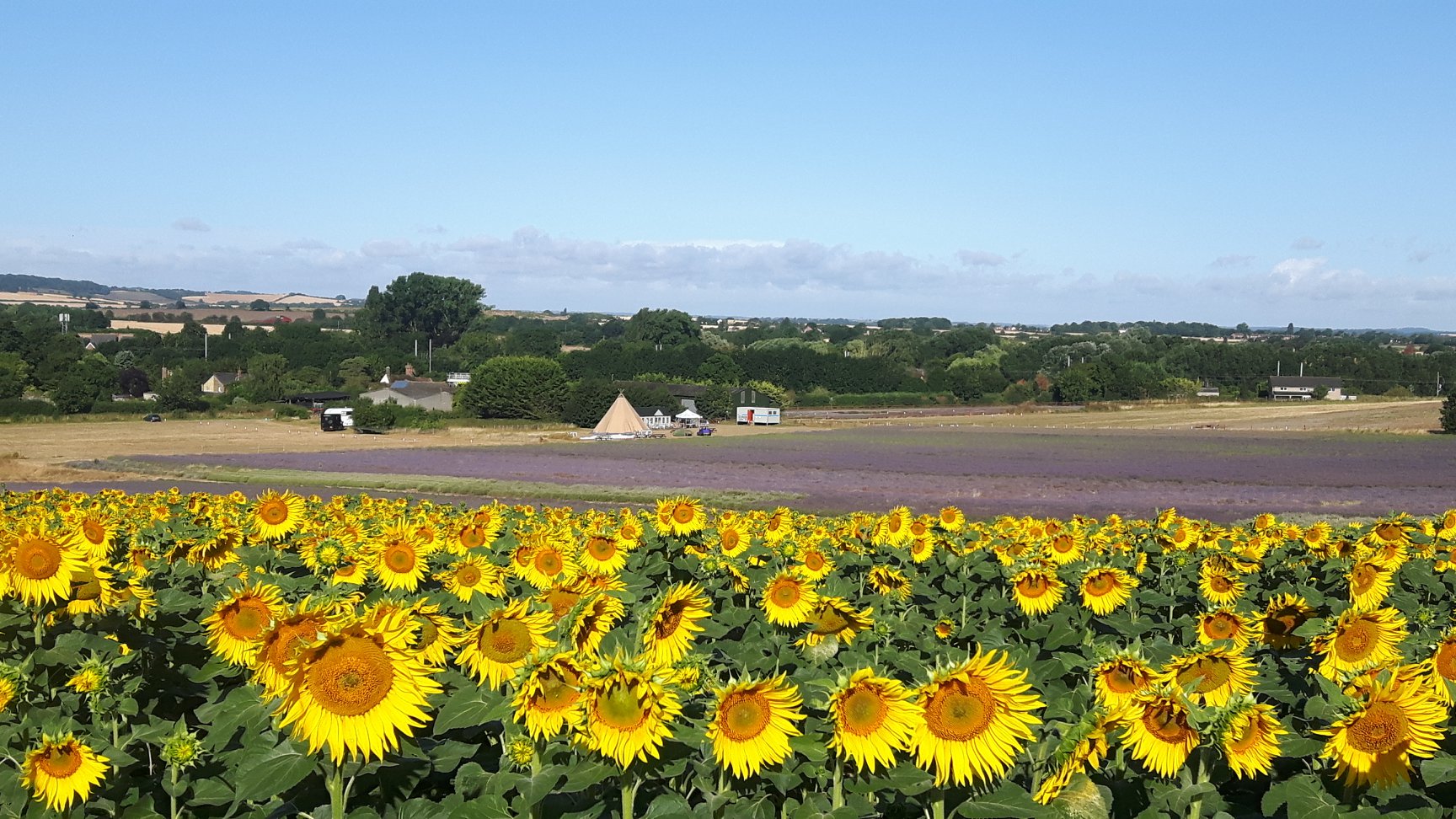 Best Sunflower Fields To Visit in 2022