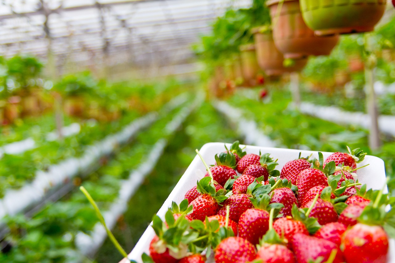 kids outdoor activities - fruit picking