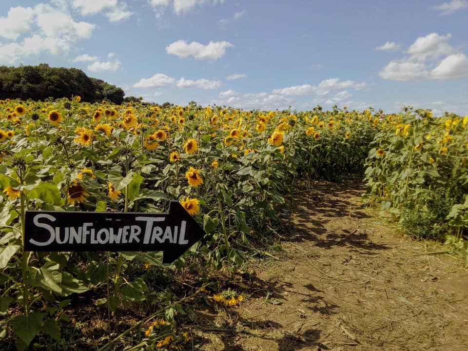 Sunflower Fields - the Pop Up Farm