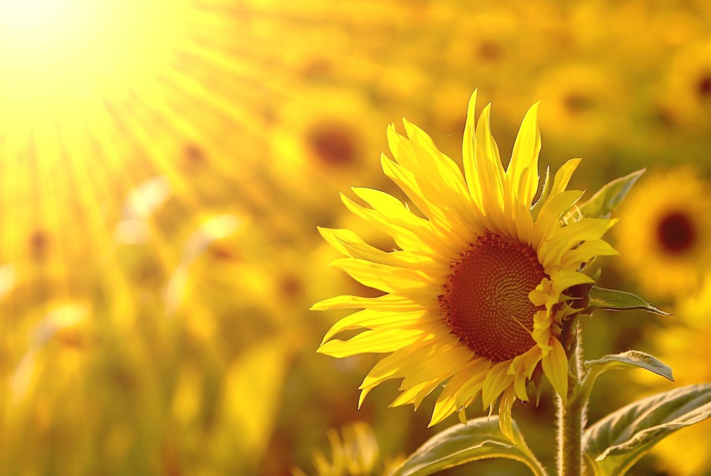 Over 100 Best Sunflower Fields Near Me 2024