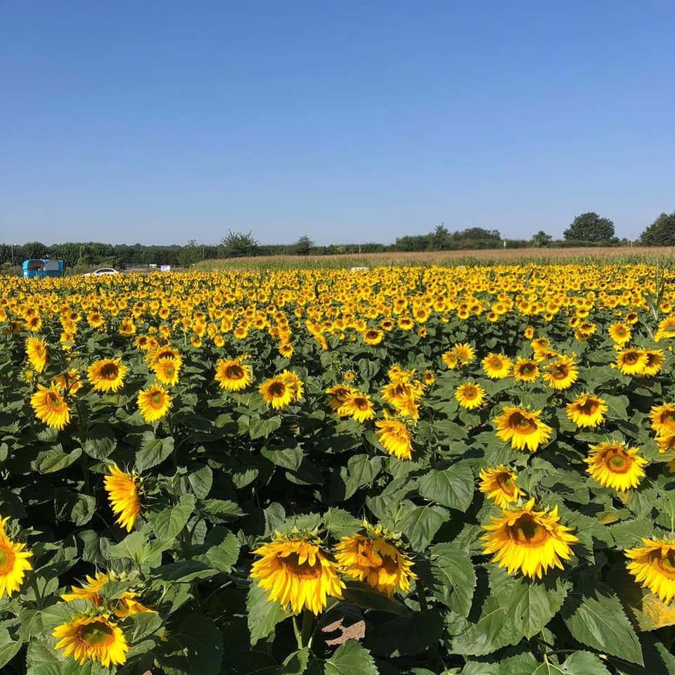 Sunflower Fields - Pumpkin Moon