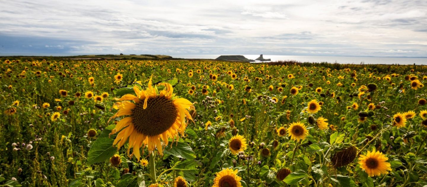 Sunflower fields - Rhossili Bay National trust