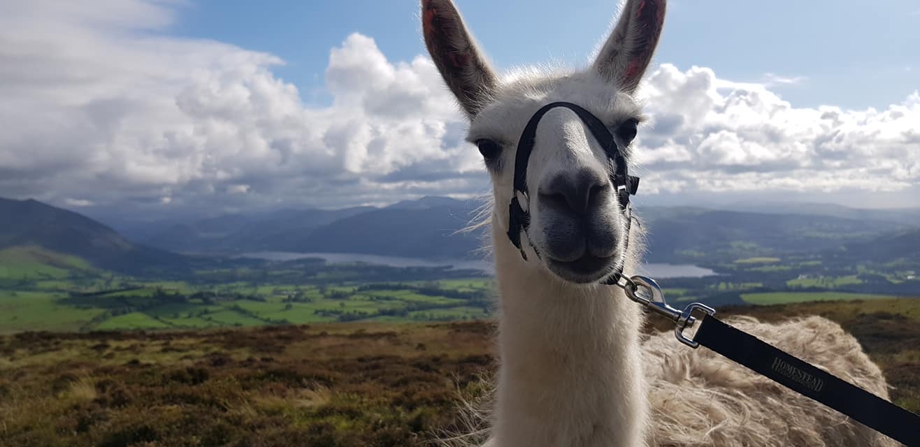 walking with llamas - Alpacaly Ever After