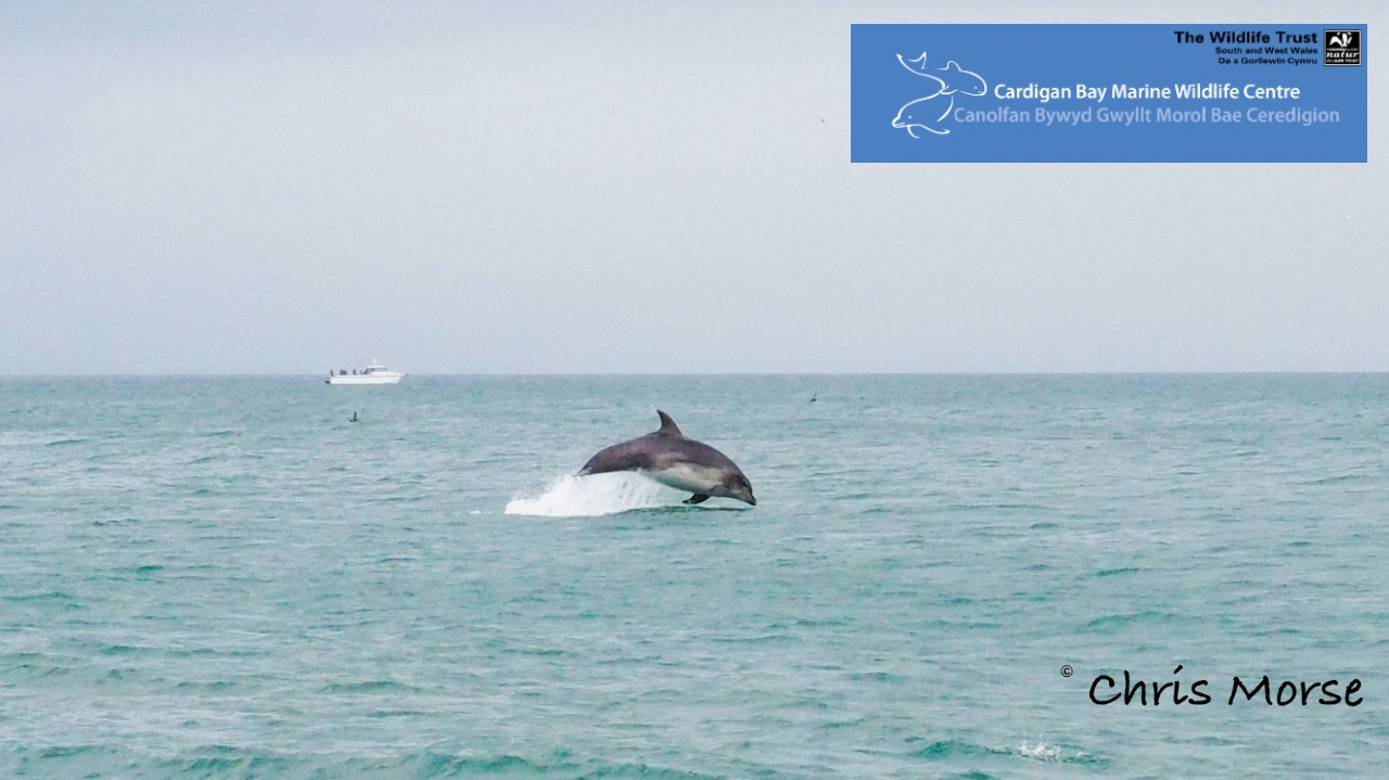 Things To Do in New Quay Wales - Cardigan Bay Marine Wildlife Centre
