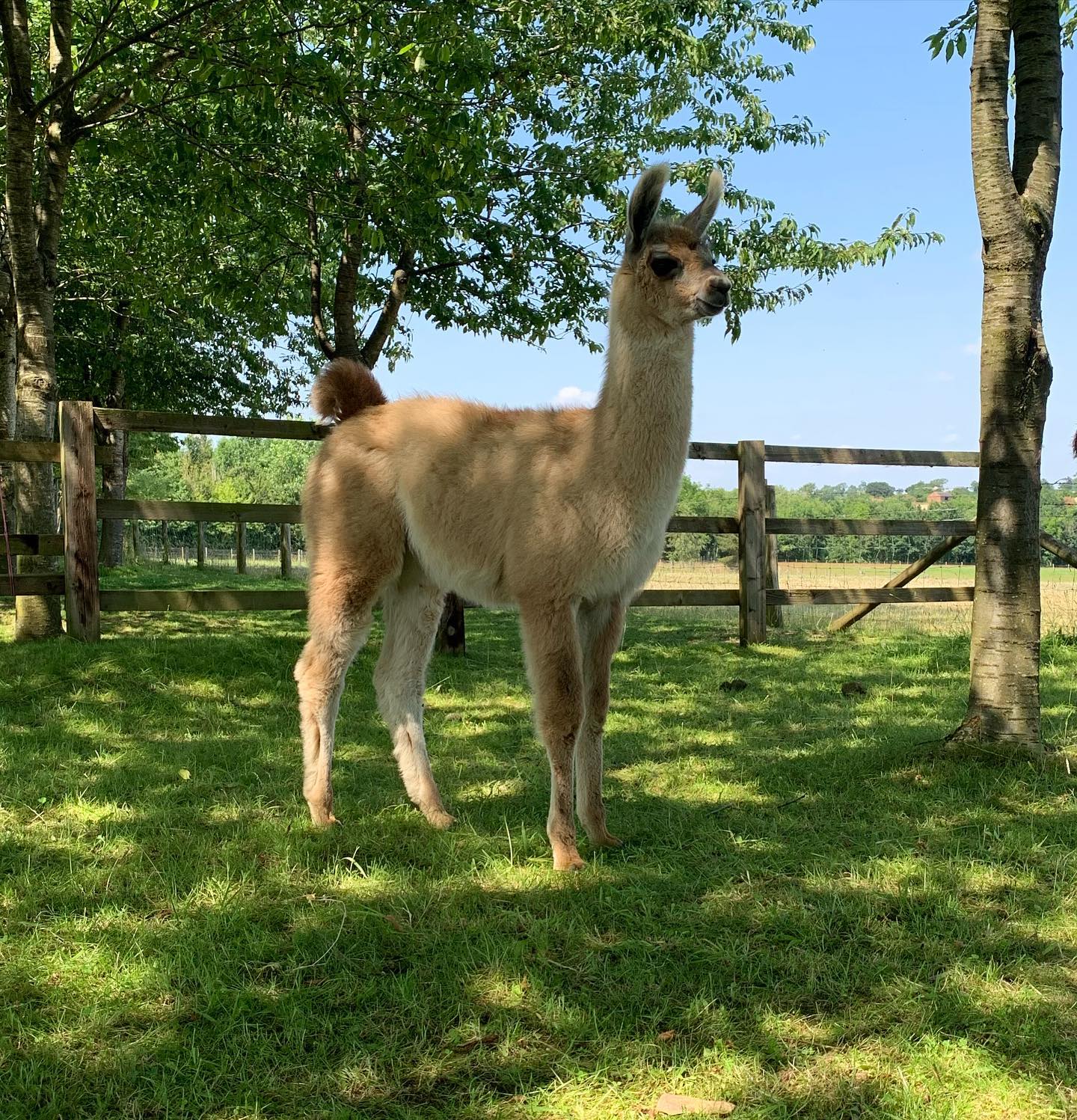 walking with llamas - Catanger llamas