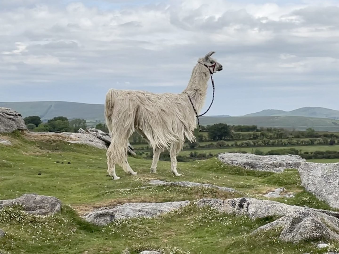 walking with llamas - Dartmoor Llama Walks