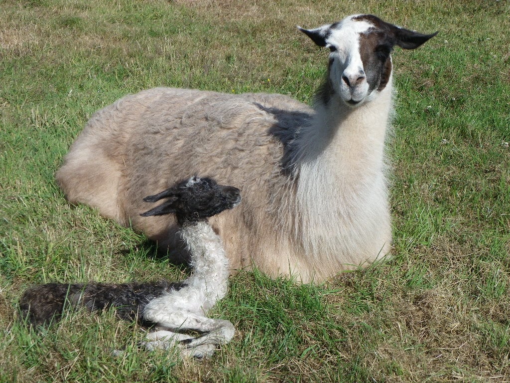 walking with llamas - Golden Valley Llamas